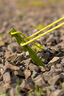 Zempire Aluminium Tri Pegs V2 (6pcs), Green, hi-res