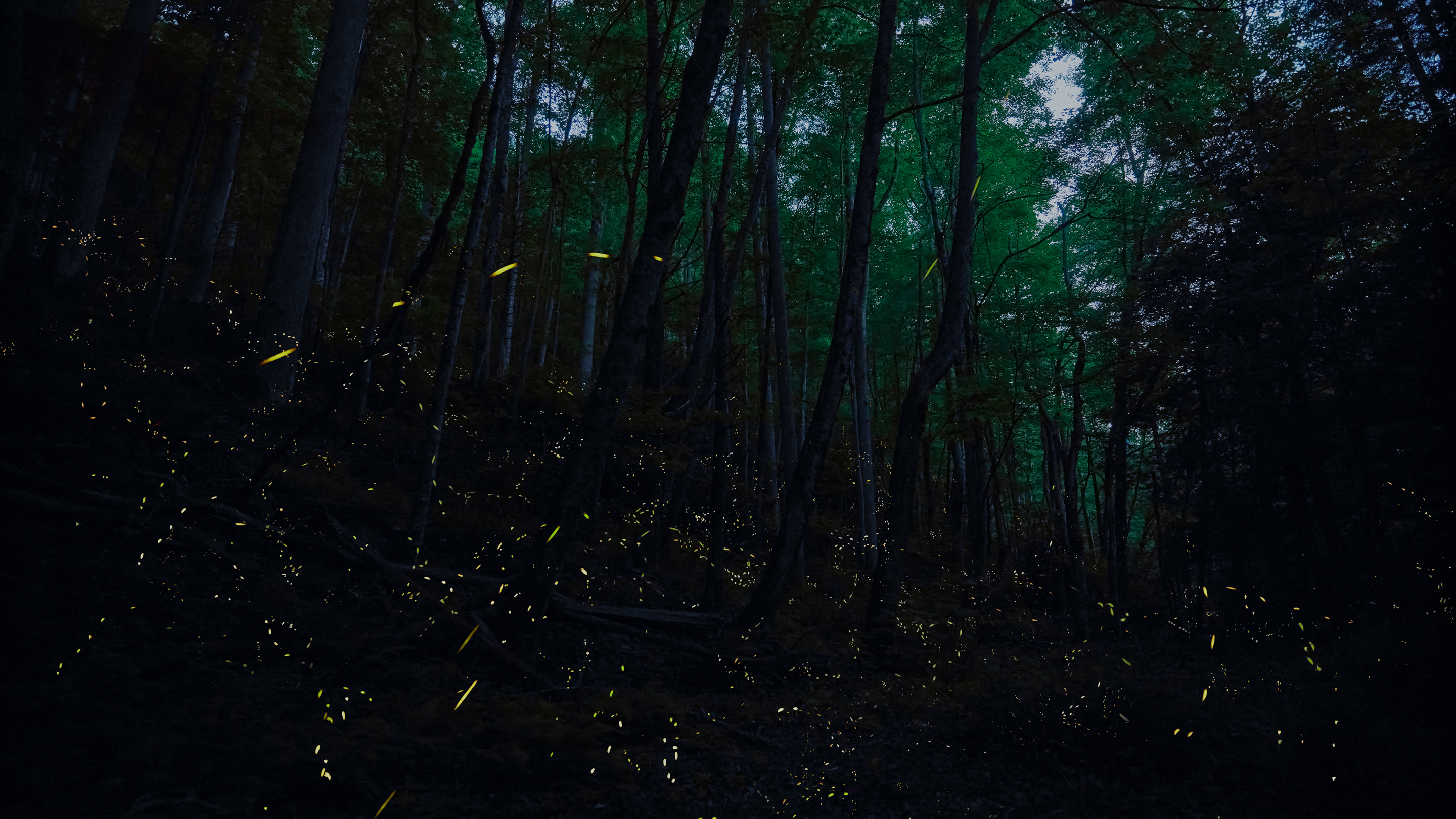 YETI LIMITED EDITION CAMP GREEN AND FIREFLY YELLOW