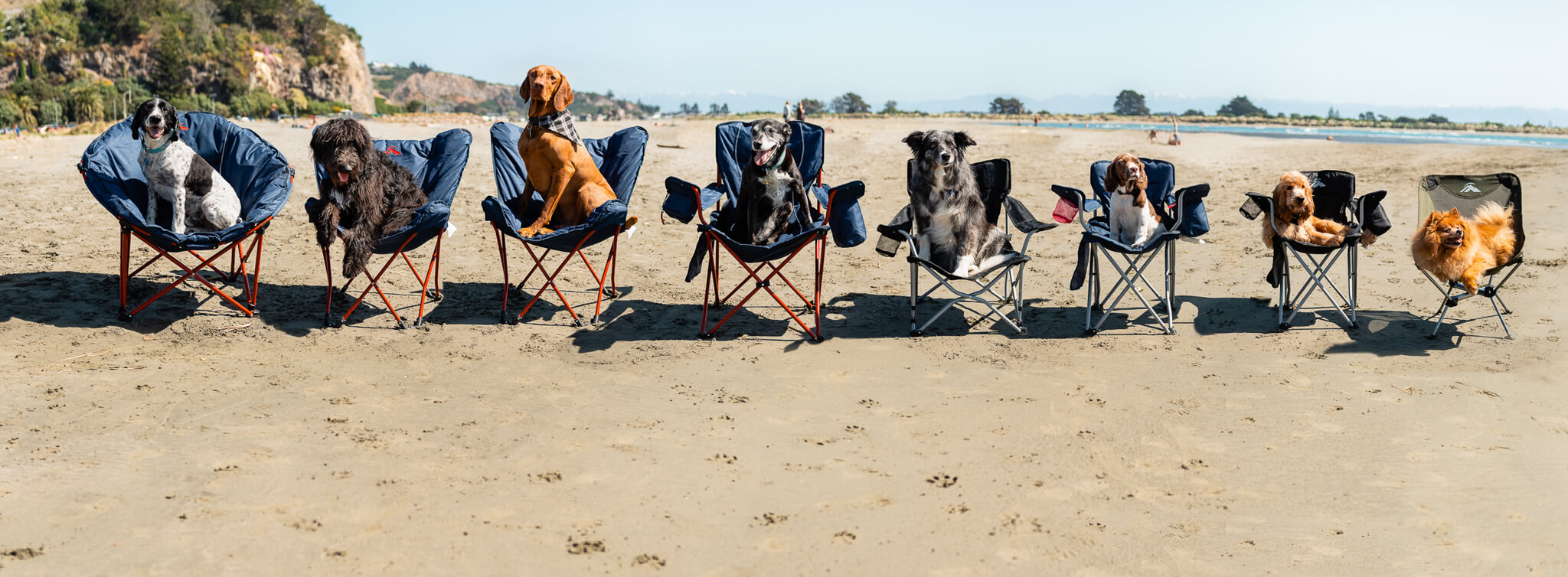 Dogs sitting in Camp chairs on a beach